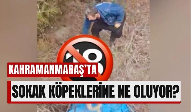 Kahramanmaraş'ta Sokak Köpekleri İçin Alarm!