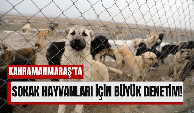 Kahramanmaraş'ta Hayvan Bakımevleri Mercek Altında!