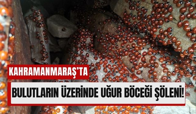 Kahramanmaraş'ın Uludaz Zirvesi Uğur Böcekleriyle Renkleniyor!