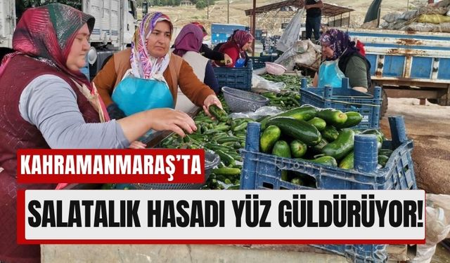 Kahramanmaraş’ta Salatalık Üretimi Zirvede: 35 Bin Ton Rekolte!