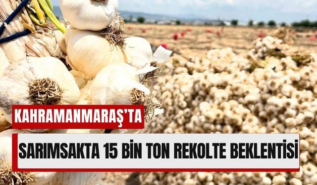 Kahramanmaraş’ın Sarımsak Hasadı: 15 Bin Tonluk Beklenti!