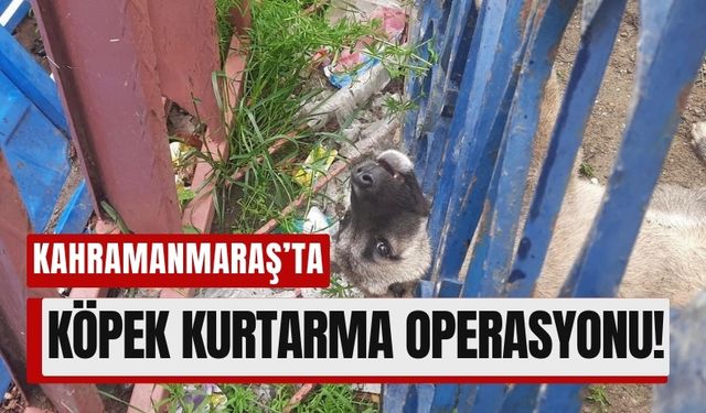 Kahramanmaraş’ta Demir Korkuluklara Sıkışan Köpek Sağ Salim Kurtarıldı