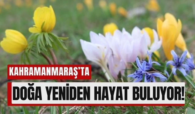 Kahramanmaraş İlkbaharda Rengarenk Çiçeklerle Şenlendi