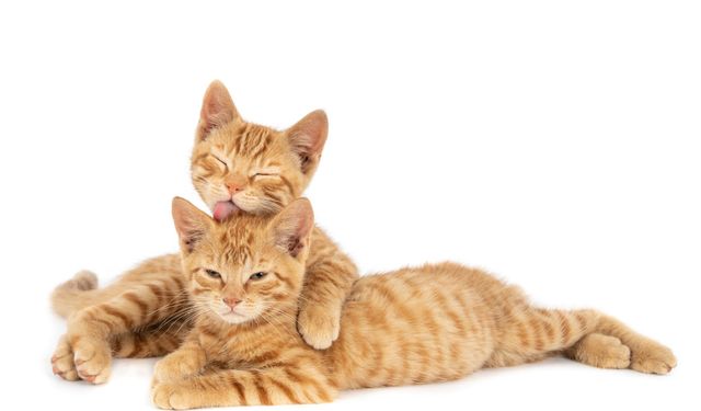 Hill's Kedi Mamaları Hakkında Bilinmesi Gereken 5 Gerçek
