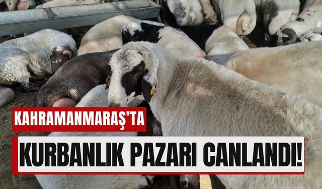 Kahramanmaraş’ta Kurbanlık Pazarlıkları Başladı!