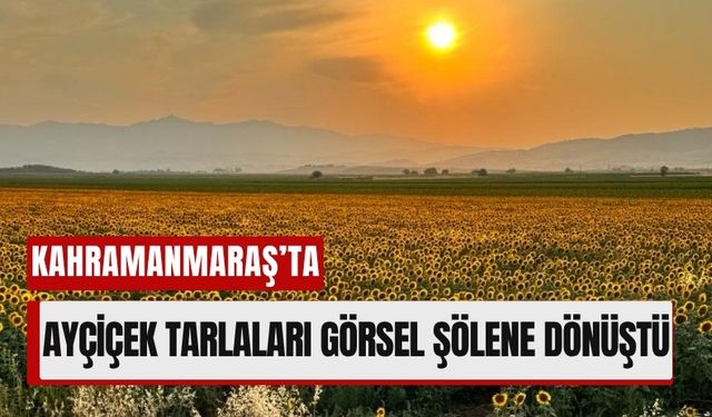 Kahramanmaraş’ın Sarı Cenneti: Ayçiçek Tarlaları Göz Kamaştırdı