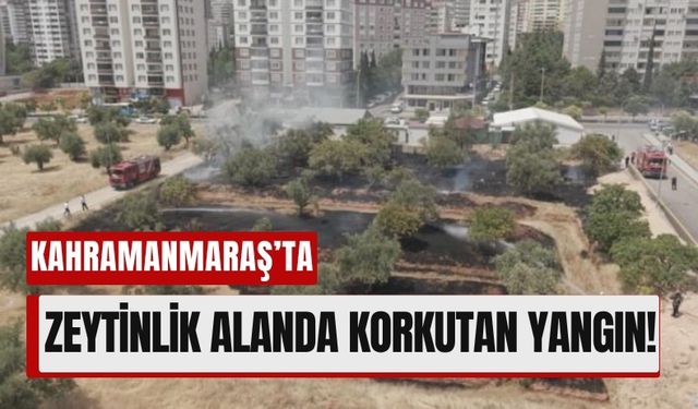 Kahramanmaraş’ta Zeytinlik Alevlere Teslim Oldu!