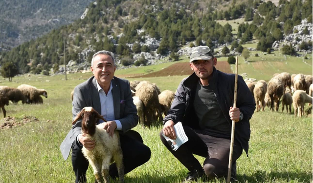 Kahramanmaraş’ta Küçükbaş Hayvancılık Bitme Noktasında!