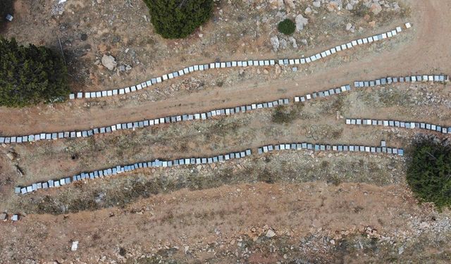 Kahramanmaraş’ta Karakovan Balı Rekor Fiyatla Satılıyor