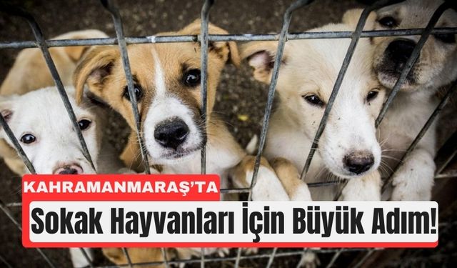 Kahramanmaraş’ta Sokak Hayvanları İçin Yeni Birlik Kuruluyor