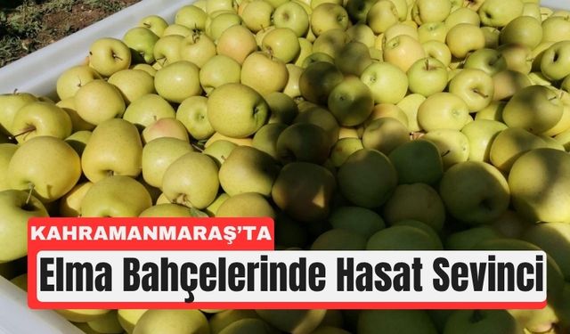 Kahramanmaraş’ta Elma Zamanı: 60 Bin Tonluk Hasat