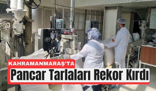 Kahramanmaraş’ta Şeker Gibi Sezon: Rekor Pancar Üretimi