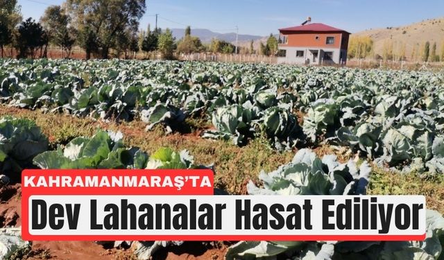 Türkiye’nin En Büyük Lahanaları Kahramanmaraş’tan