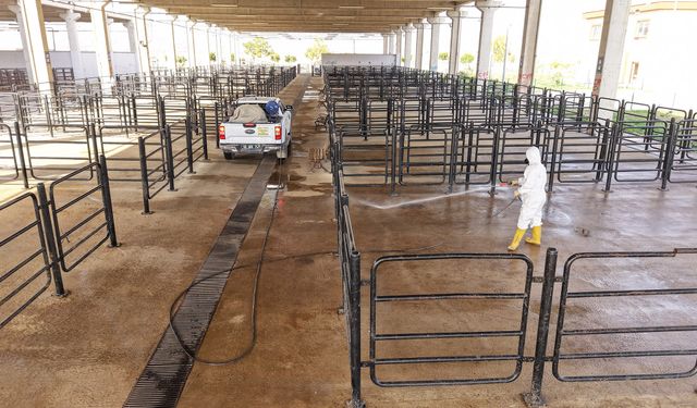 Kahramanmaraş’ta Şap Hastalığı Riskine Karşı Önlem!