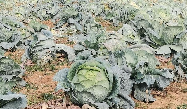 Kahramanmaraş’ta 15 Bin Ton Lahana Rekoltesi Bekleniyor
