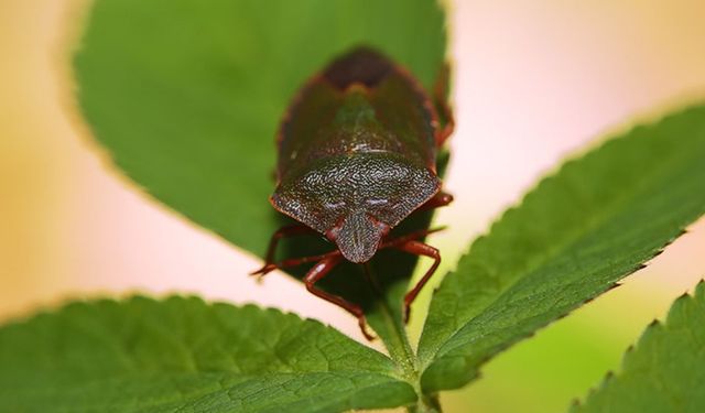 Hayvan Türlerinin Yarısından Fazlası Hangi Sınıfa Ait? Cevap Şaşırtmıyor