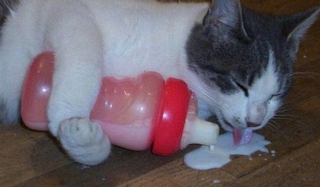 Far dönmüş maymuna dönmek deyim midir? Hangisi deyim değildir?