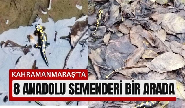 Kahramanmaraş’ta Havuzda 8 Anadolu Semenderi!