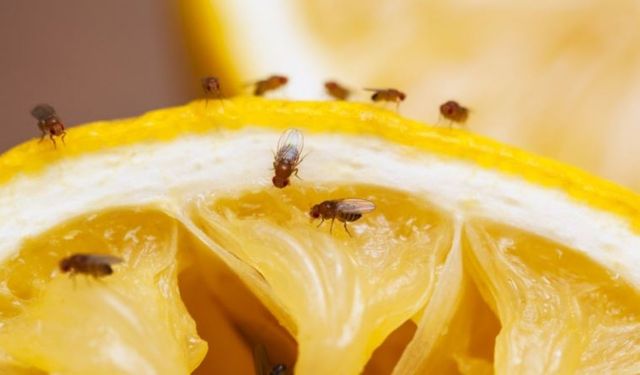 Hangi hayvanlar üzerine yapılan araştırmalar Nobel Ödülü kazandırdı?