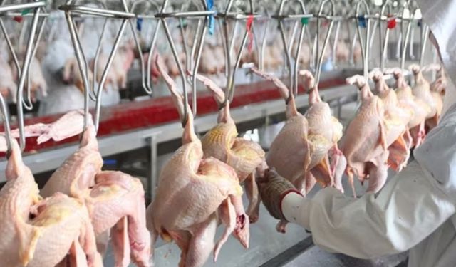 Türkiye’de 2024 Yılında Kaç Tavuk Kesildi? TÜİK Verileri Çarpıcı Tabloyu Ortaya Koydu