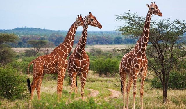 Zürafaların Boynunda Kaç Omur Var? Şaşırtan Gerçek Ortaya Çıktı