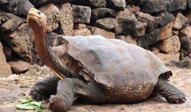 Sahiplendiğinizde Birden Fazla Kuşağı Görebilen Canlı: Dev Kaplumbağa