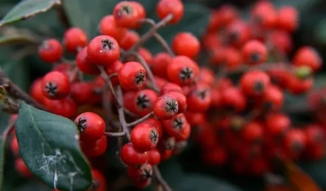 “Çıt Çıt Çedene Adlı” Şarkıda Geçen Çedene Nedir?