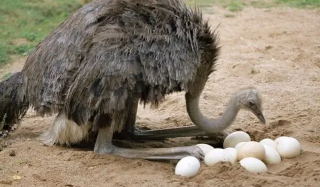 Hangisinin yumurtası diğerlerinden daha büyüktür? Ördek, tavuk, kaz, devekuşu.