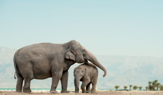 Tüm Memeliler Arasında En Uzun Gebelik Süresi Hangisinde Görülür?