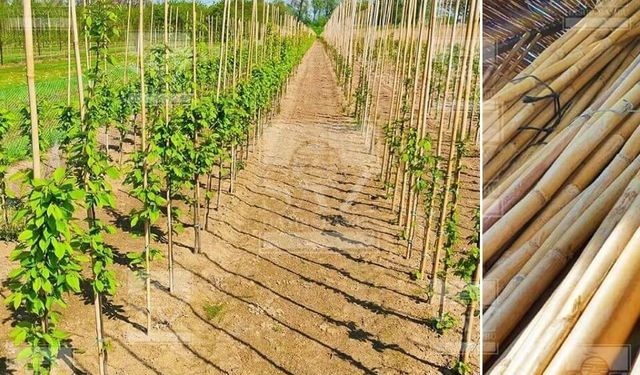 İspalya Nedir? Kelimenin Gerçek Anlamı Merak Konusu Oldu