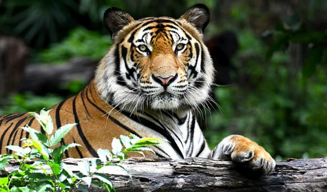 Kedigiller Ailesinin En Büyüğü Hangisidir? Kedigillerde Hangi Hayvanlar Vardır?