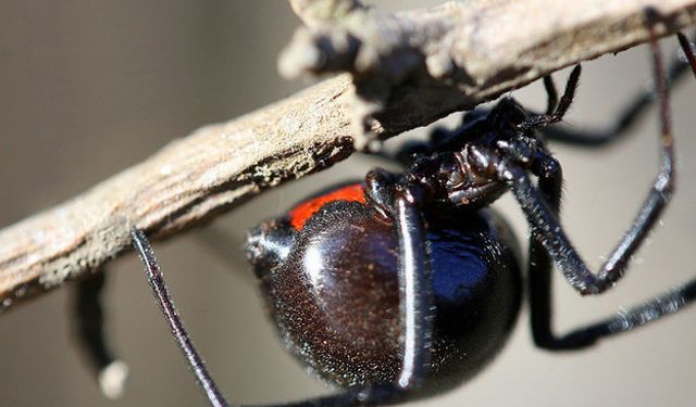 Dişi Karadul Örümcekleri Çiftleştikten Sonra Ne Yapar?
