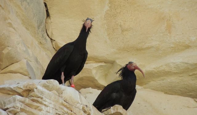 Şanlıurfa Birecik’te Konaklamasıyla Tanınan Kuş: Kelaynak