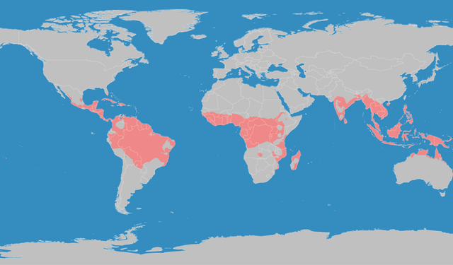 Tropik Kelimesinin Sözlük Anlamı Nedir? Cevabı Merak Uyandırdı