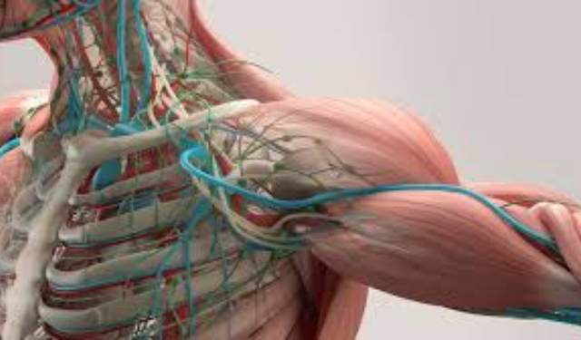 Vücudumuzun en geniş hareket yeteneğine sahip eklemi hangisidir? Diz, dirsek, çene, omuz eklemi.