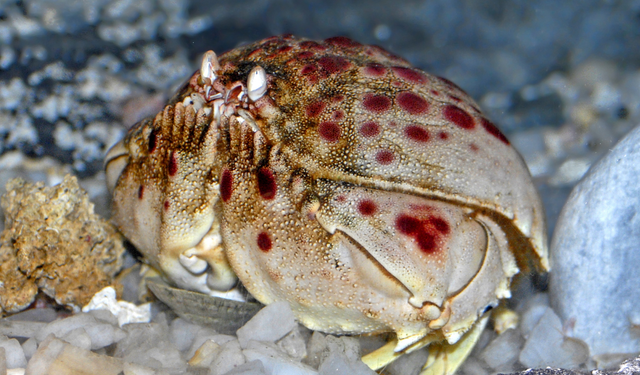 Hangisi Gerçekten Var Olan Bir Hayvandır?