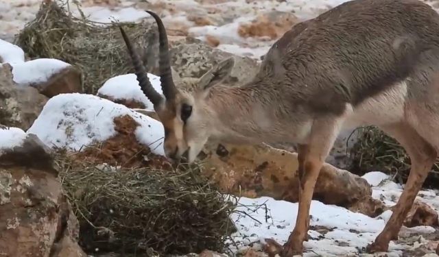 Hatay’ın Nadir Misafirleri Yeniden Karla Buluştu