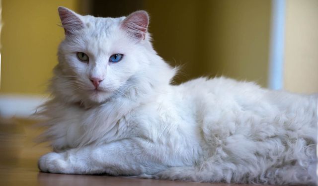 Ankara’nın Adıyla Özdeşleşen Canlılar: Hangi Türler Başkent İle Anılır?