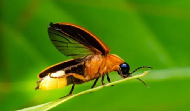 Doğanın Mucizevi Aydınlatması: Ateş Böcekleri Nasıl Işık Yayar?