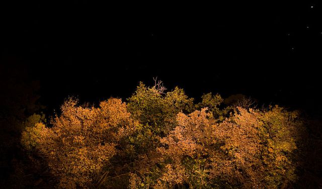 Alacakaranlık Etkisi: Düşük Işıkta İlk Hangi Rengi Kaybederiz?