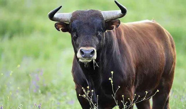 Türkçede Hayvan Sesleri: Hangi Hayvan İçin "Böğürdü" İfadesi Kullanılır?