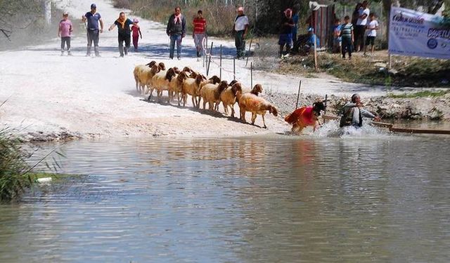 Asırlık Bir Yörük Geleneği: Sudan Koyun Geçirme Etkinlikleri Hangi İlimizde Düzenleniyor?