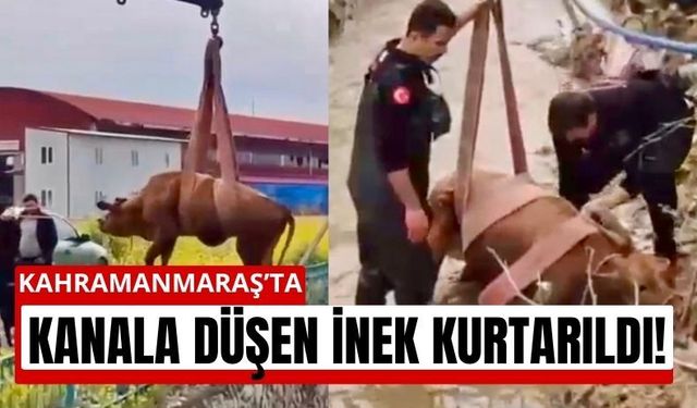 Kahramanmaraş’ta İnek Sulama Kanalına Düştü!