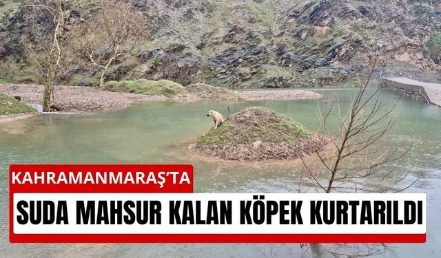 Kahramanmaraş'ta Köpek Suyun Ortasında Çaresiz Kaldı!