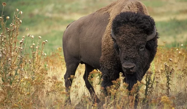 ABD tarihinin kara lekesi: Kızılderilileri aç bırakmak için bizonların katledilmesi