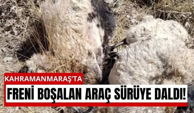 Kahramanmaraş'ta Araç Sürüye Çarptı: 5 Hayvan Telef Oldu