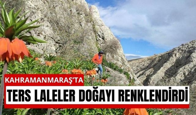 Kahramanmaraş’ta Bahar Mucizesi: Ters Laleler Açtı