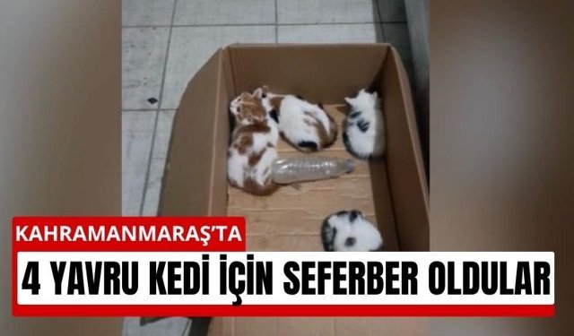 Kahramanmaraş’ta Yavru Kediler Sağ Salim Kurtarıldı