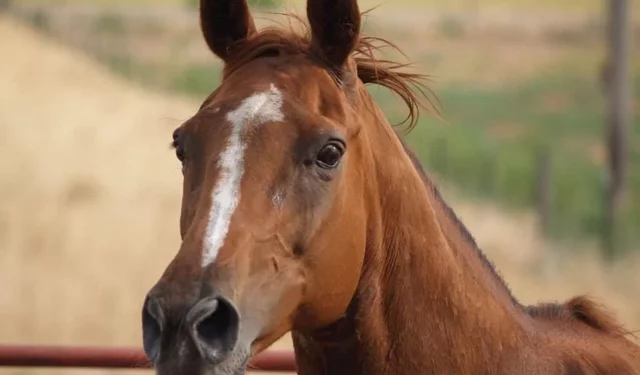 Atların alnındaki beyaz lekeye ne ad verilir? İşte "Sakar"ın hikâyesi!