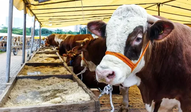 Kurban Bayramı Öncesi Fiyat Şoku: Kahramanmaraş Merkez Kurbanlık Fiyatları